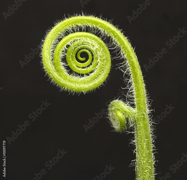 Obraz fiddle head fern isolated on black background