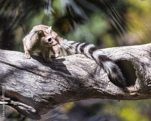 Fototapeta ringtail on tree