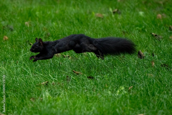 Fototapeta Squirrel running in grass