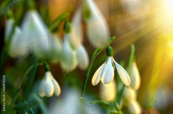 Obraz snowdrop