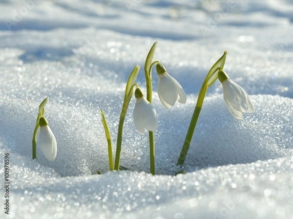 Obraz snowdrops flowering from the snow