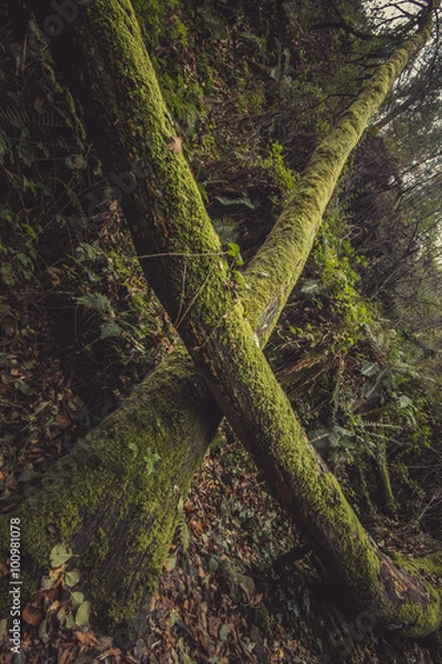 Fototapeta The Forest