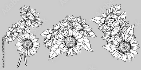 Obraz Sketch of Sunflower set. Flower Pen and Ink Drawing. Vector illustration on white background. Botanical Graphic engraving design. EPS10