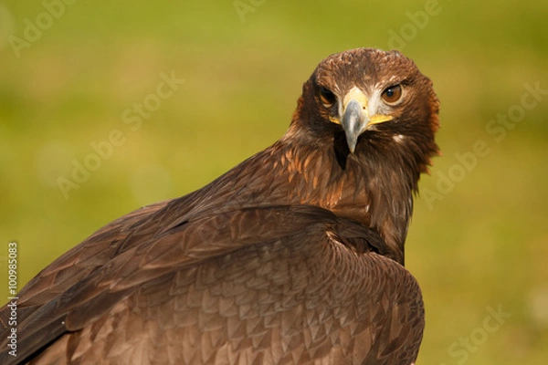 Obraz golden eagle 