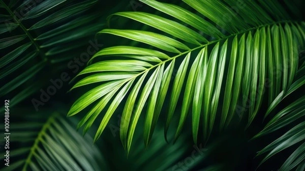 Fototapeta Close-up of a vibrant green palm leaf.