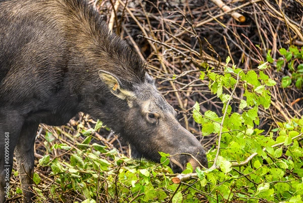 Fototapeta snack time 