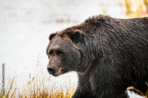 Fototapeta bearly awake 