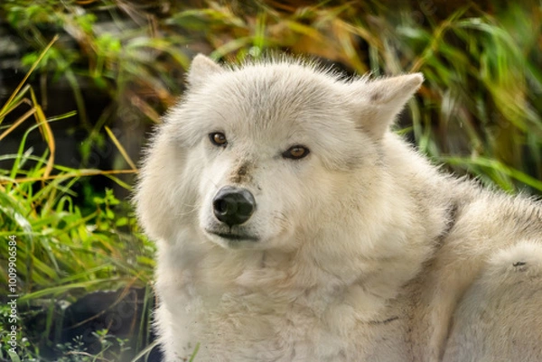 Fototapeta white wolfs curiosity 