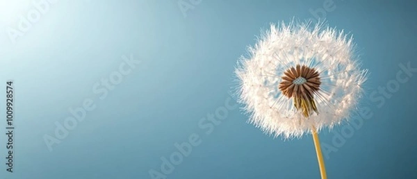Fototapeta A close up of a dandelion puff against a clear sky
