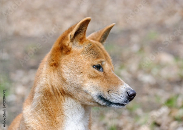 Obraz new guinea singing dog