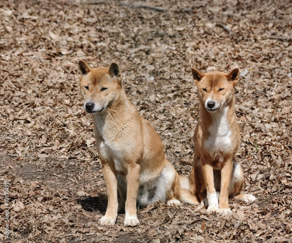 Obraz new guinea singing dog