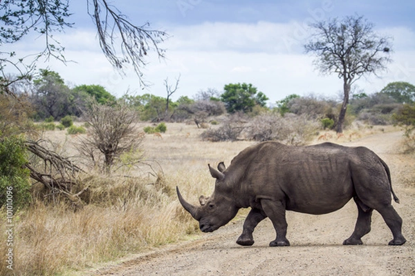 Obraz Southern white rhinoceros in Kruger National park, South Africa