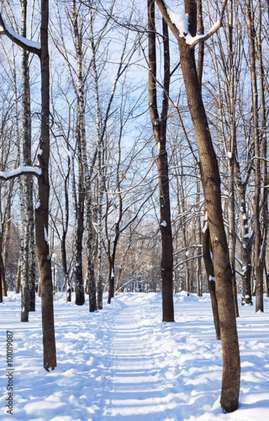 Obraz Winter park in snow