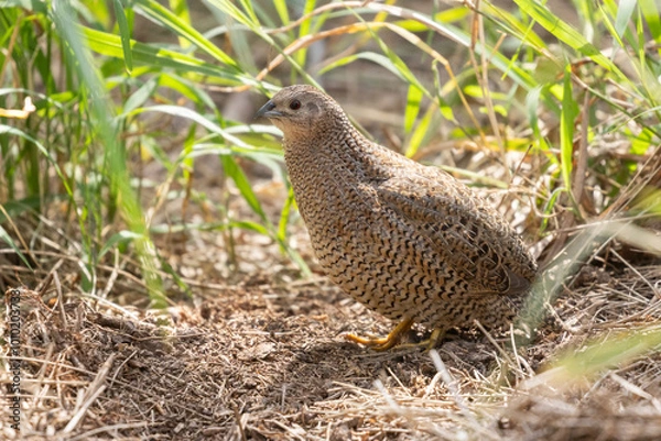 Obraz Brown Quail