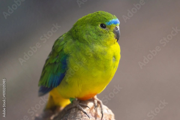 Obraz Orange-bellied Parrot
