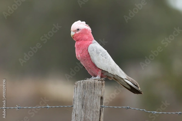 Obraz Galah