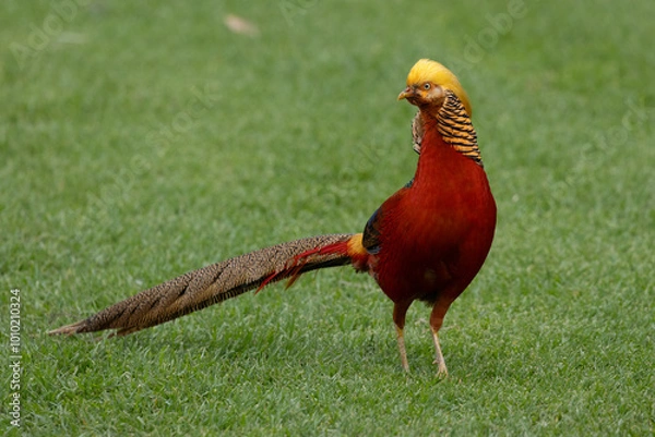 Obraz Golden Pheasant