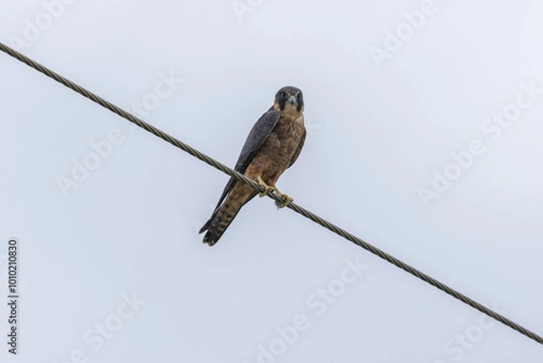 Obraz Australian Hobby