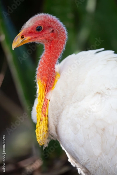 Obraz White Australian Brush Turkey 