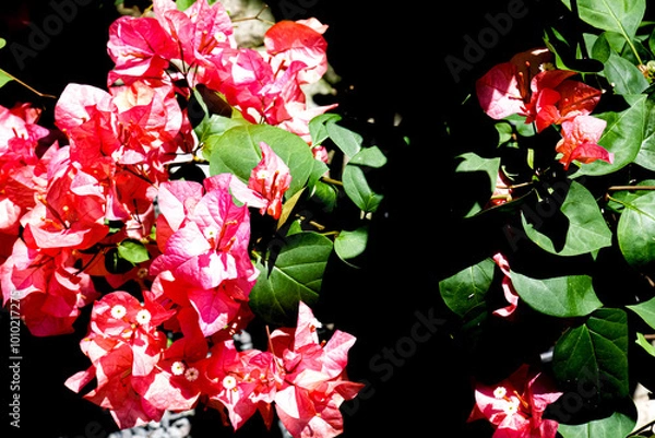 Obraz Close-up of vibrant red bougainvillea flowers illuminated by sunlight, creating a dramatic contrast with the dark background, highlighting the delicate petals and natural beauty
