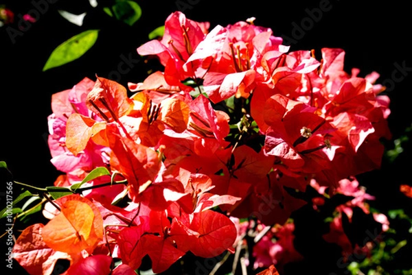Obraz Close-up of vibrant red bougainvillea flowers illuminated by sunlight, creating a dramatic contrast with the dark background, highlighting the delicate petals and natural beauty