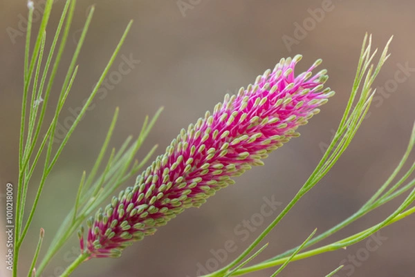 Obraz Grevillea Panrock Princess