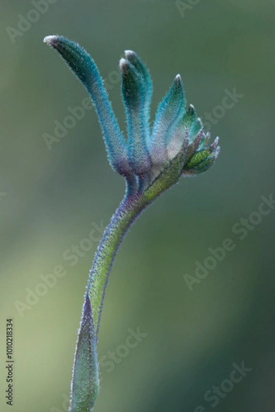 Obraz Cocktail Kangaroo Paw
