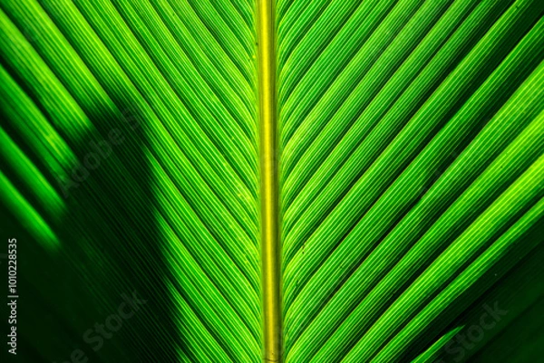 Obraz A close-up, symmetrical shot of vibrant green leaf veins, showcasing its detailed texture and natural patterns