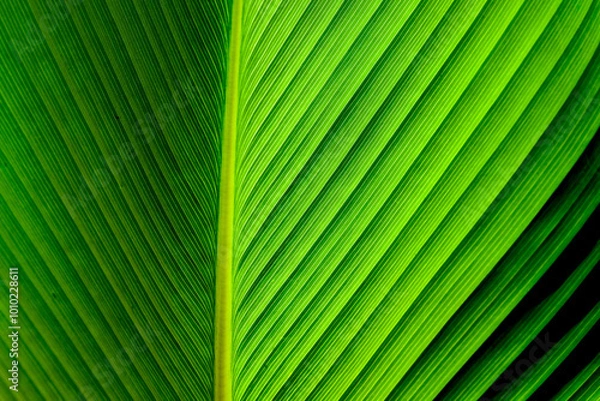 Obraz A close-up, symmetrical shot of vibrant green leaf veins, showcasing its detailed texture and natural patterns