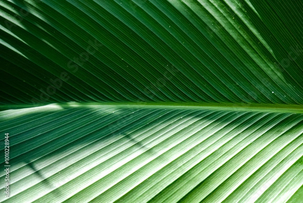 Fototapeta A close-up, symmetrical shot of vibrant green leaf veins, showcasing its detailed texture and natural patterns