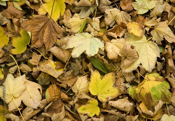 Obraz Fall oct 2008 12