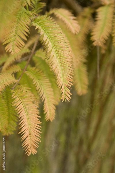 Obraz Fall oct 2008 14