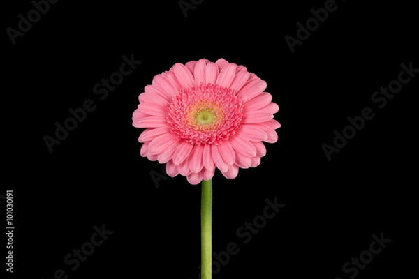 Fototapeta Pink Gerbera against black background