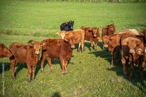 Fototapeta Farm animals of the "devon" breed