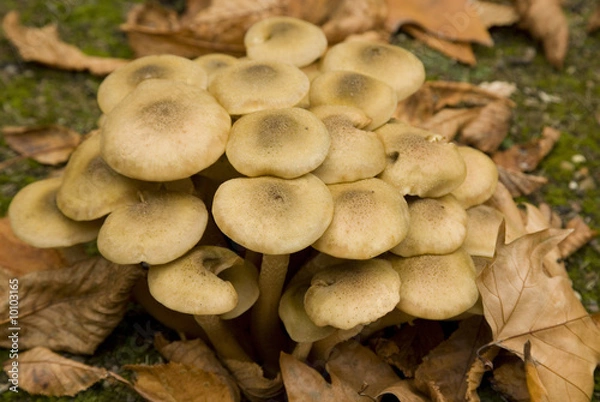 Obraz Fall oct 2008 17