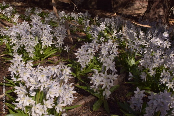 Obraz Spring flowers