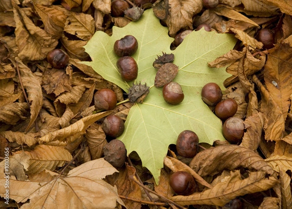 Obraz Fall oct 2008 21