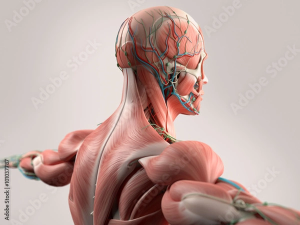 Fototapeta Human anatomy showing face, head, shoulders and back muscular system, bone structure and vascular system.