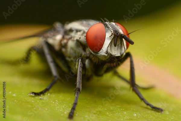 Obraz Close-up house fly on green leaf