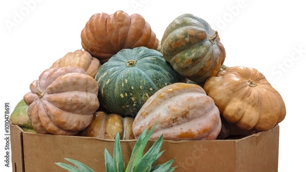 Obraz Box full of big pumpkins, for Halloween, no background.