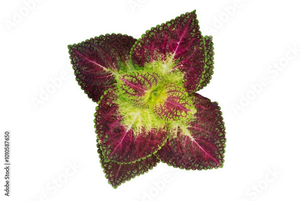 Fototapeta Top view of Coleus Forskohlii, Painted Nettle or Plectranthus scutellarioides is a Thai herb isolated on white background included clipping path.