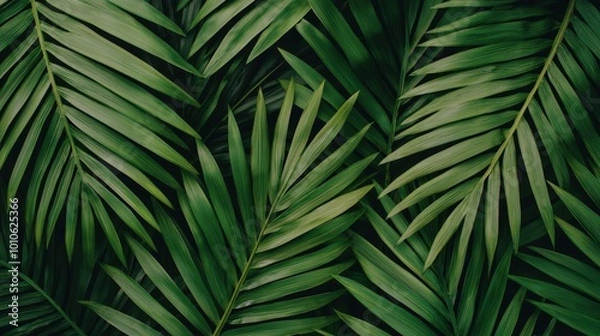 Fototapeta Lush Green Palm Leaves Texture Background   Tropical Foliage Pattern