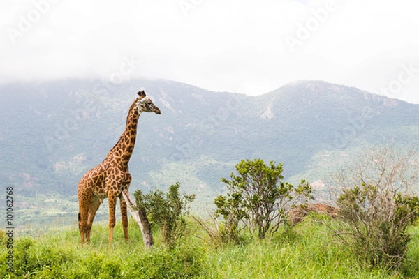 Fototapeta giraffe, giraffa camelopardalis
