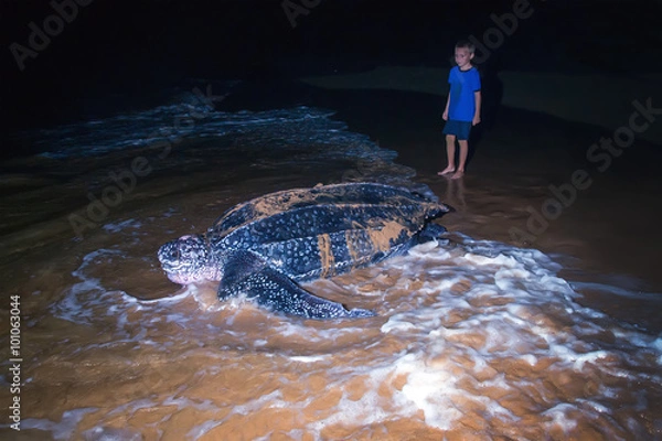 Fototapeta The child looks at returning to the Atlantic Ocean leatherback t