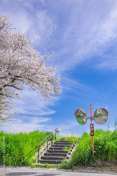 Obraz 桜　桜道　桜川