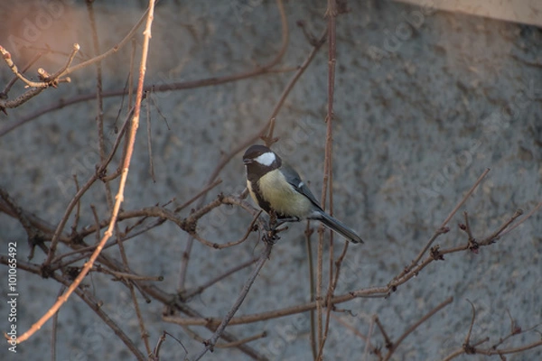 Obraz Kohlmeise im Geäste
