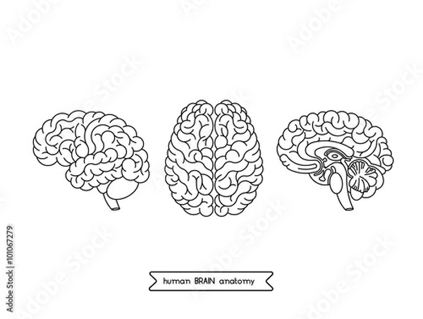 Obraz Human brain views 1