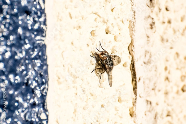 Fototapeta Fliege an Mauer
