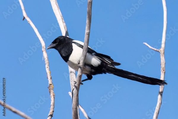 Fototapeta Eurasian magpie sitting on a branch