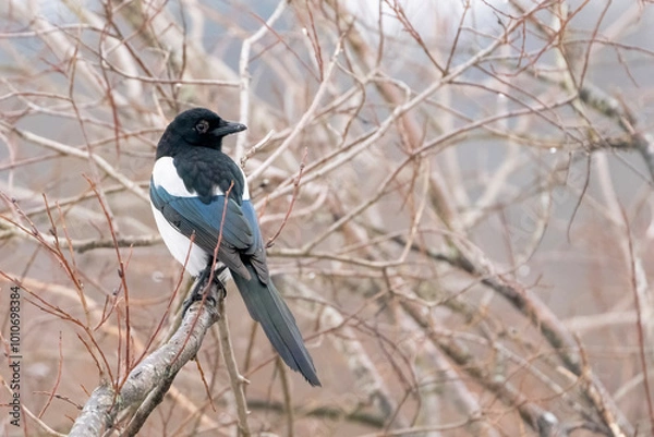 Fototapeta Eurasian magpie sitting on a branch